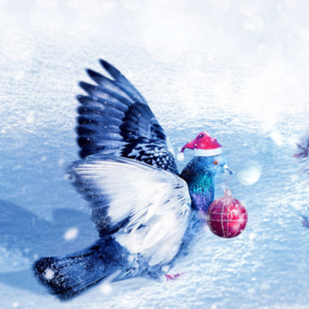 Village Dove
