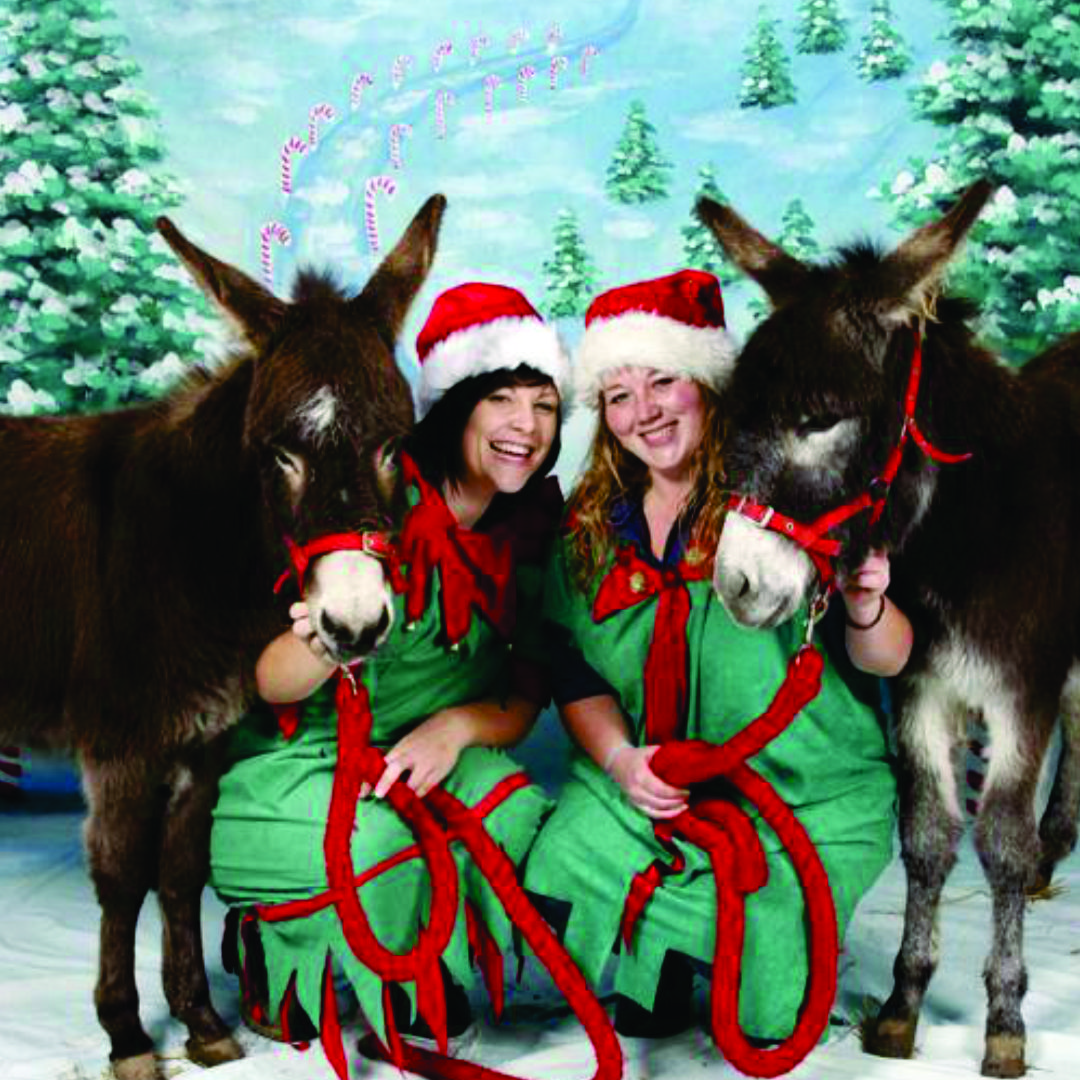 Visiting the Donkeys