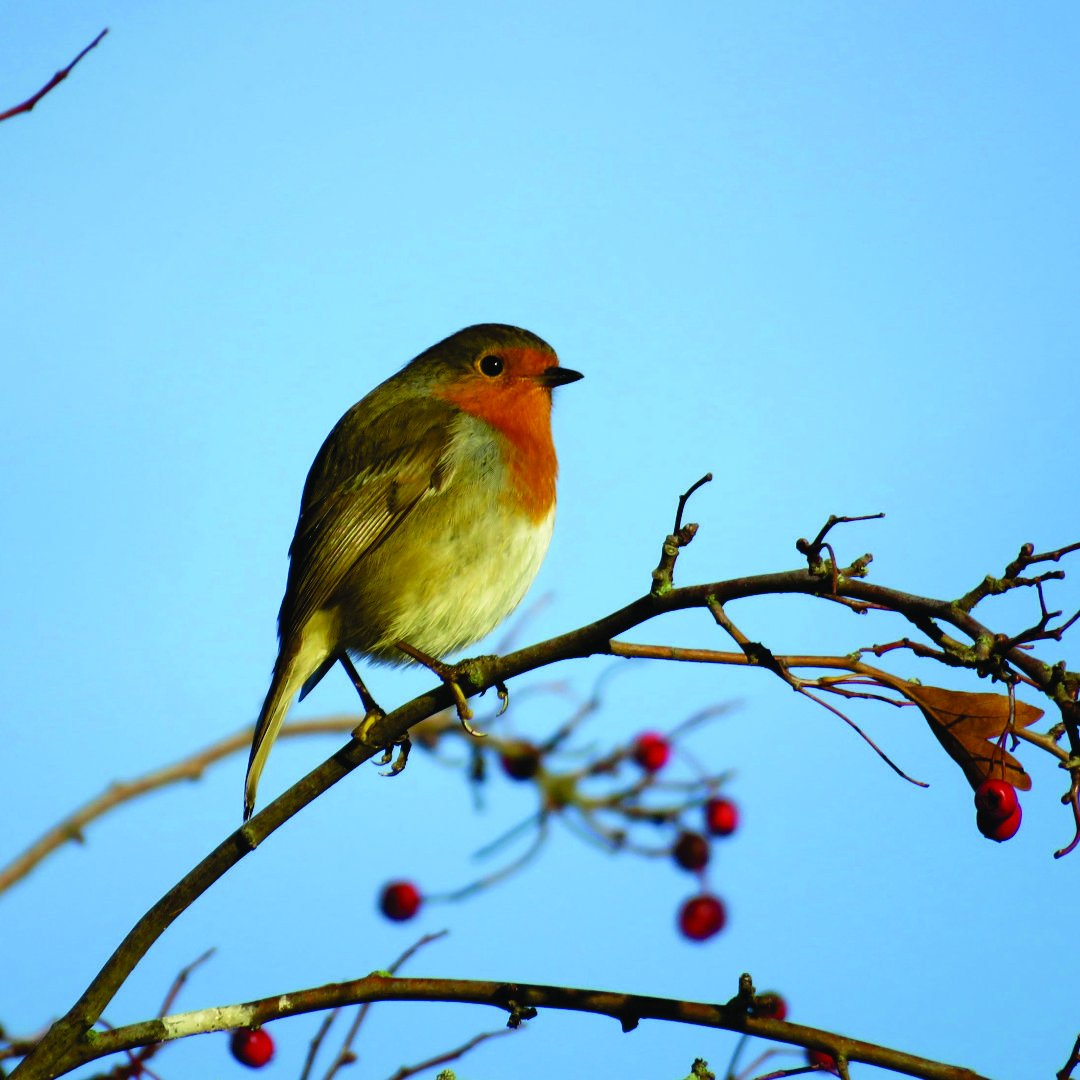 Gardeners Friend